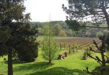 FontanaBio, pioniera del biologico sul territorio veronese Campi dell'azienda FontanaBio, dove avviene la produzione biologica