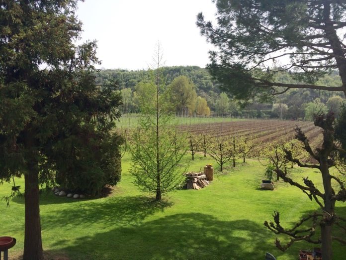 Campi dell'azienda FontanaBio, dove avviene la produzione biologica