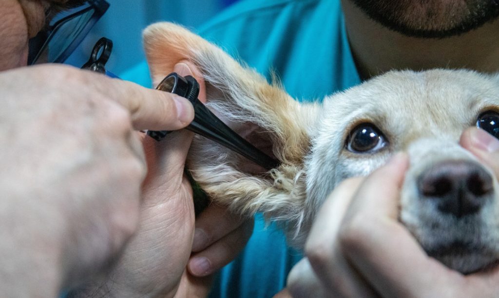 Visita veterinaria ad un cane