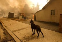 Incendi a Los Angeles: animali portati in salvo dalle fiamme Cane addolorato, fiamme California, incendio, animali