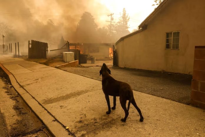 Cane incendio California Cane addolorato, fiamme California, incendio, animali
