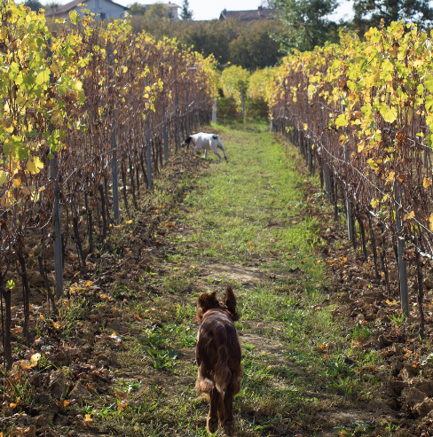 Due cani che si divertono a correre tra le vigne piemontesi