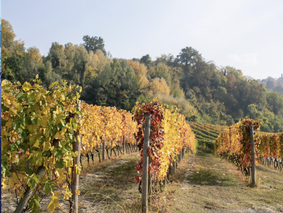 Vigne piemontesi
