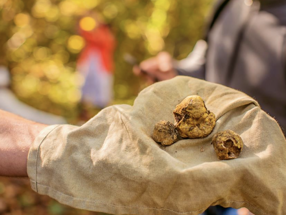 Caccia al tartufo, Piemonte