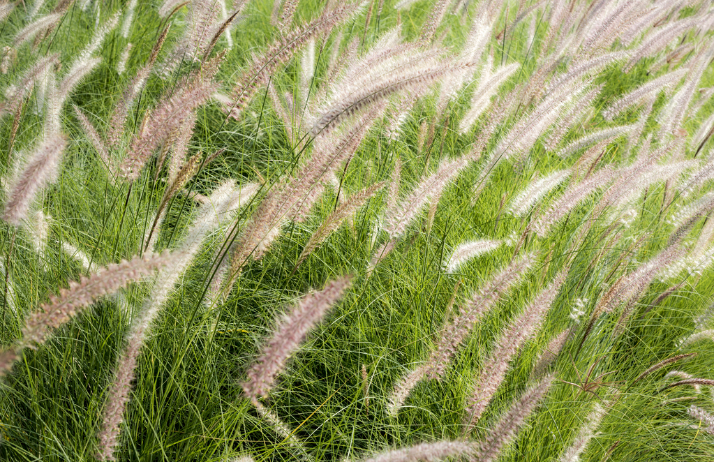 Le graminacee, erbe che vantano un'enorme percentuale di allergici ad esse.