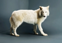 Il metalupo torna dopo millenni: nati tre cuccioli di enocione metalupo, lupo, preistoria, enocione