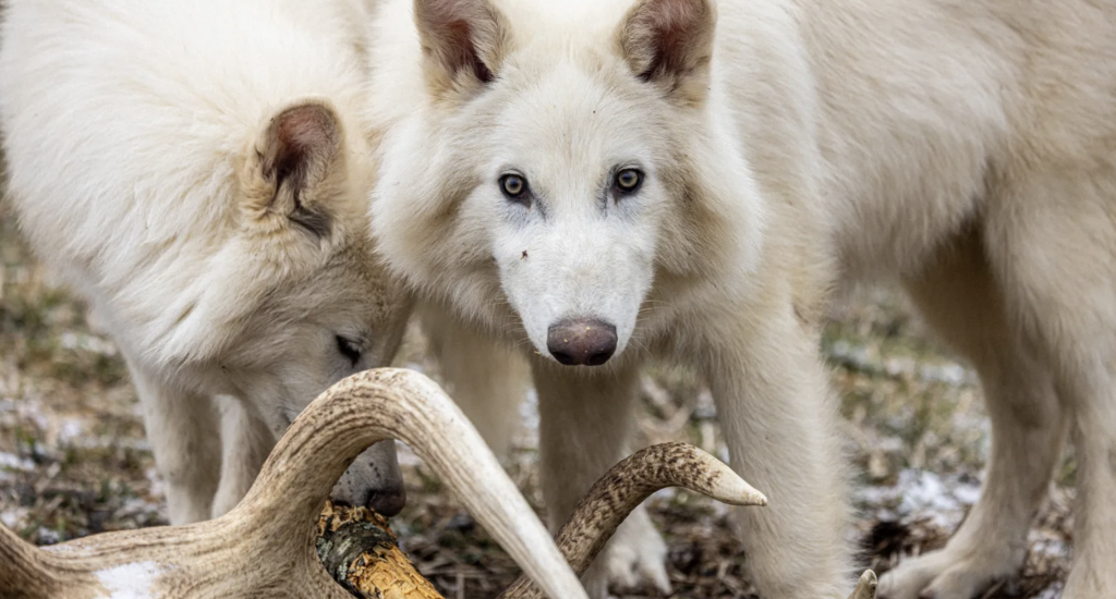 metalupo, lupo, preistoria, enocione