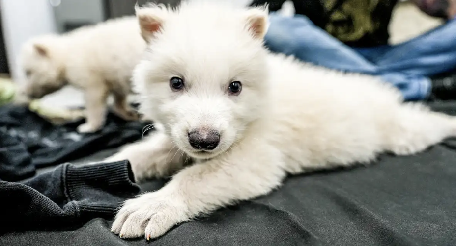 metalupo, lupo, preistoria, enocione