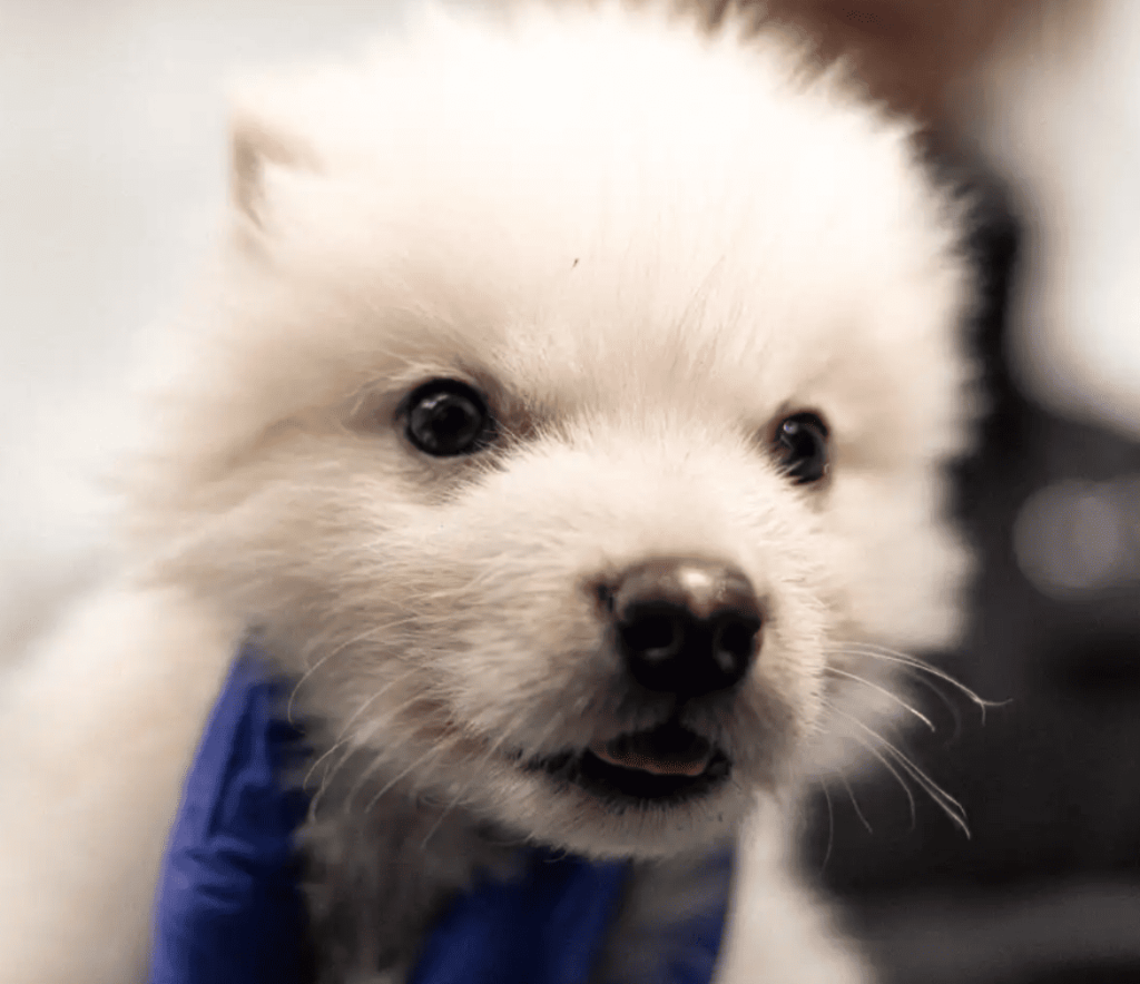 metalupo, lupo, preistoria, enocione