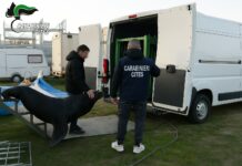 Verona, leone marino sequestrato in un furgone: ora torna a nuotare allo zoo di Napoli