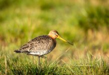 Odissea aviaria nel cuore di Verona: una beccaccia tra i banchi di scuola