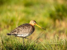 Odissea aviaria nel cuore di Verona: una beccaccia tra i banchi di scuola