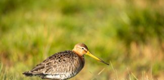 Odissea aviaria nel cuore di Verona: una beccaccia tra i banchi di scuola