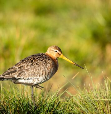 Odissea aviaria nel cuore di Verona: una beccaccia tra i banchi di scuola